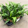 ASPLENIUM 11 CM ANTIQUM  1X9